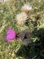Carduus defloratus carlinifolius