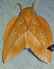 Othorene bernardoespinozai