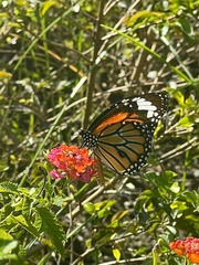 Danaus genutia