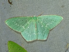 Chloropteryx