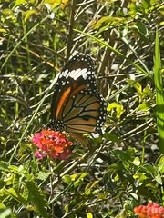 Danaus genutia