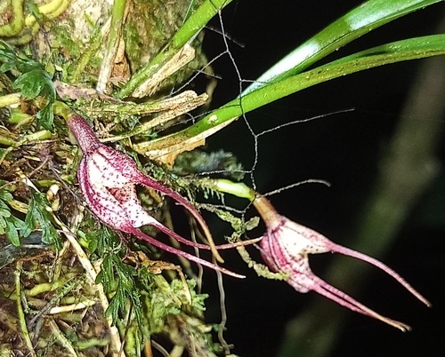 Dracula pusilla (Rchb.f.) Luer 4