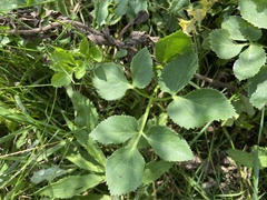 Zizia aurea