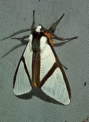 Turuptiana obliqua