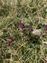 Thymus praecox