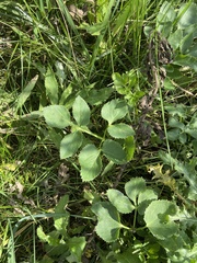 Zizia aurea