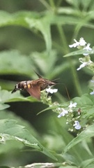 Macroglossum divergens