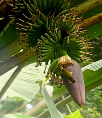 Arachnothera modesta