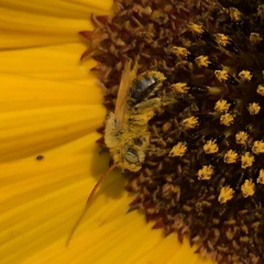 Melissodes trinodis