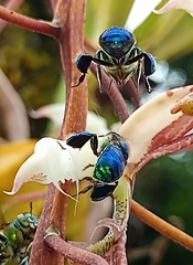 Euglossa