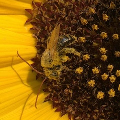 Melissodes trinodis
