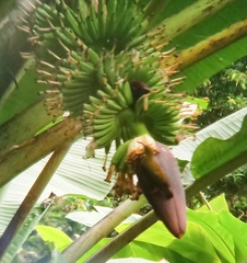 Arachnothera modesta