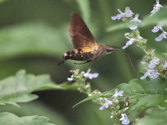 Macroglossum divergens
