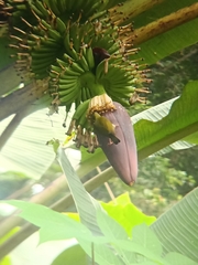 Arachnothera modesta