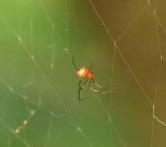 Argyrodes flavescens