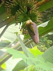 Arachnothera modesta