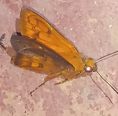 Bungalotis midas
