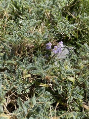 Astragalus sempervirens