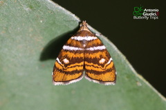 Choreutis
