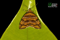 Choreutis