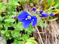 Veronica fruticans