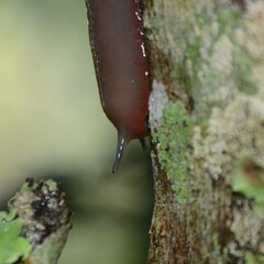 Triboniophorus graeffei