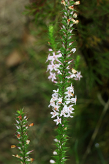 Epacris pulchella