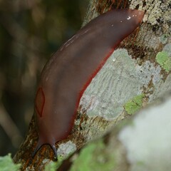 Triboniophorus graeffei