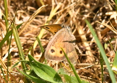 Hyponephele lycaon