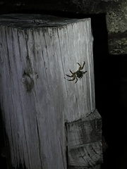 Leptograpsus variegatus