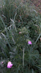 Malva moschata