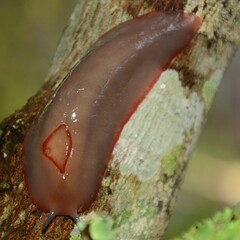 Triboniophorus graeffei