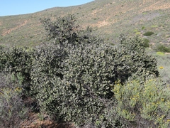 Euclea tomentosa