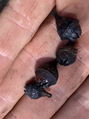 Eucalyptus brassiana