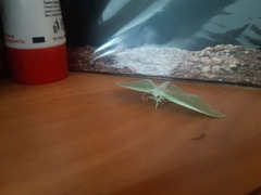 Geometra papilionaria