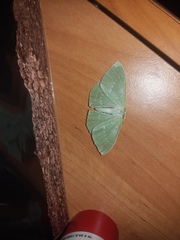 Geometra papilionaria