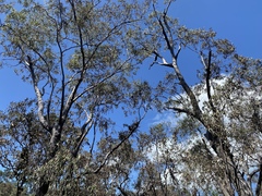 Eucalyptus brassiana