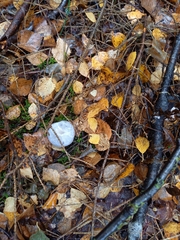 Cortinarius camphoratus