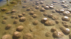 Bacteria