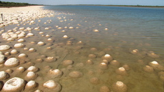 Bacteria