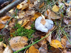 Cortinarius camphoratus
