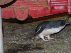 Eudyptula minor minor