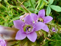 Gentianella ramosa