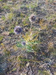 Echinops latifolius