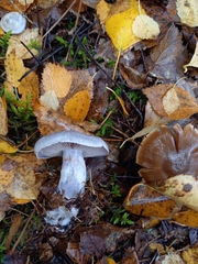 Cortinarius camphoratus