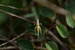 Oecanthus pellucens