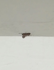 Pyralidae