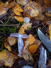 Cortinarius camphoratus