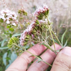 Stevia