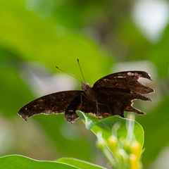 Junonia hedonia